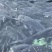 花鲢鱼鲢鱼四川鲢鱼江苏鲢鱼浙江鲢鱼产地直发