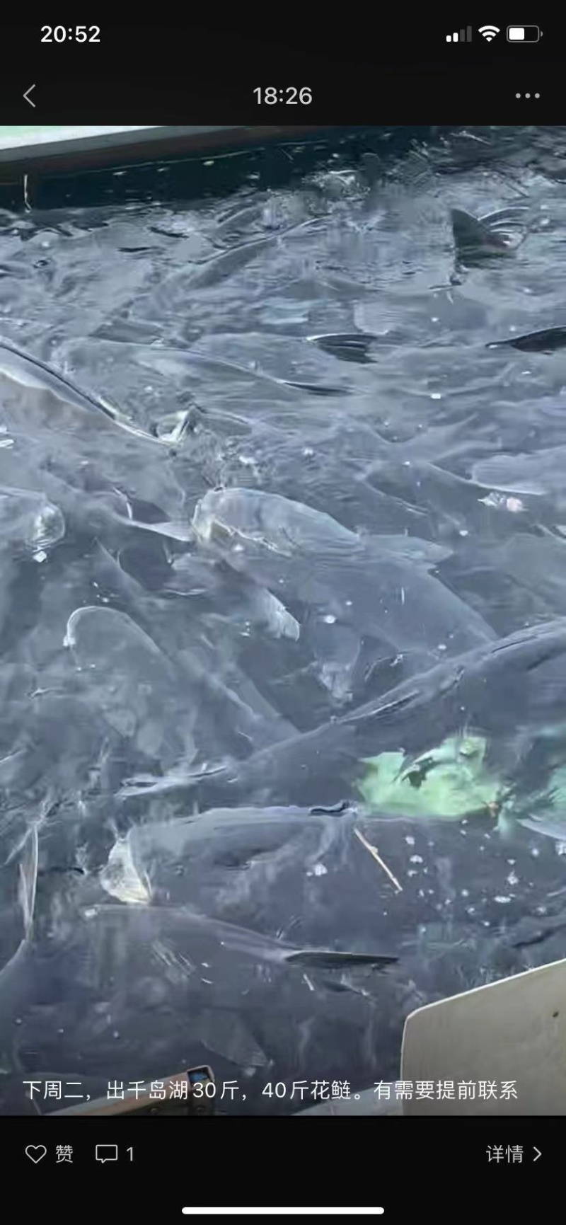 花鲢鱼鲢鱼四川鲢鱼江苏鲢鱼浙江鲢鱼产地直发