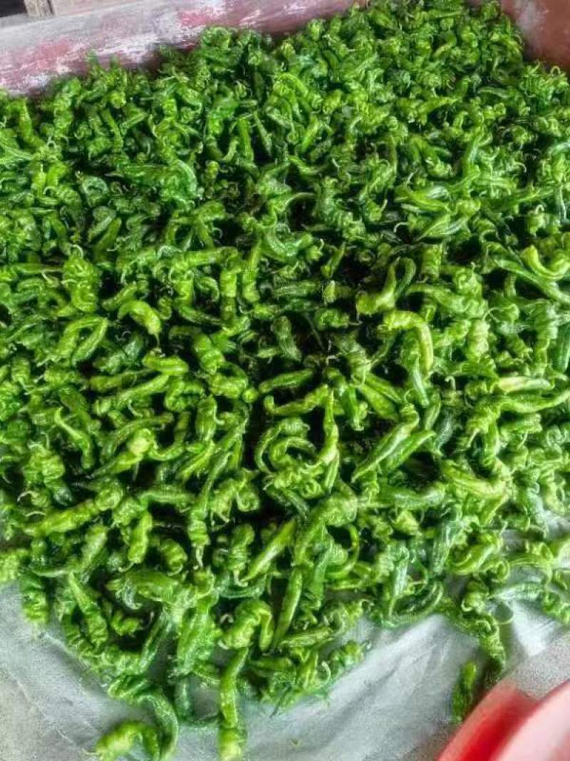湖北长阳薄皮椒螺丝椒鲜辣椒大量有货，欢迎咨询实地看货量大从优