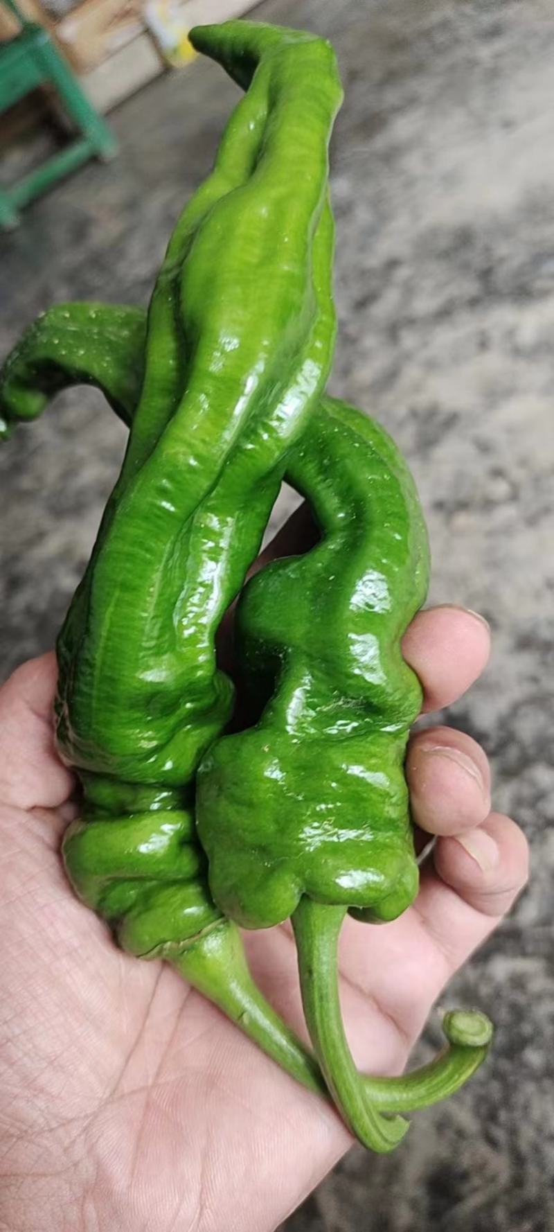 湖北长阳薄皮椒螺丝椒鲜辣椒大量有货，欢迎咨询实地看货量大从优
