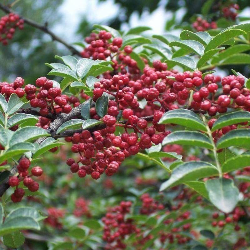 自己种植鲜花椒