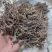 紫根草紫草紫根草各种规格关公须新货无硫
