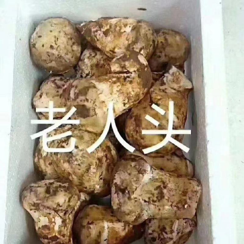 野生菌，品质保证，大量有货，欢迎大家来电咨询