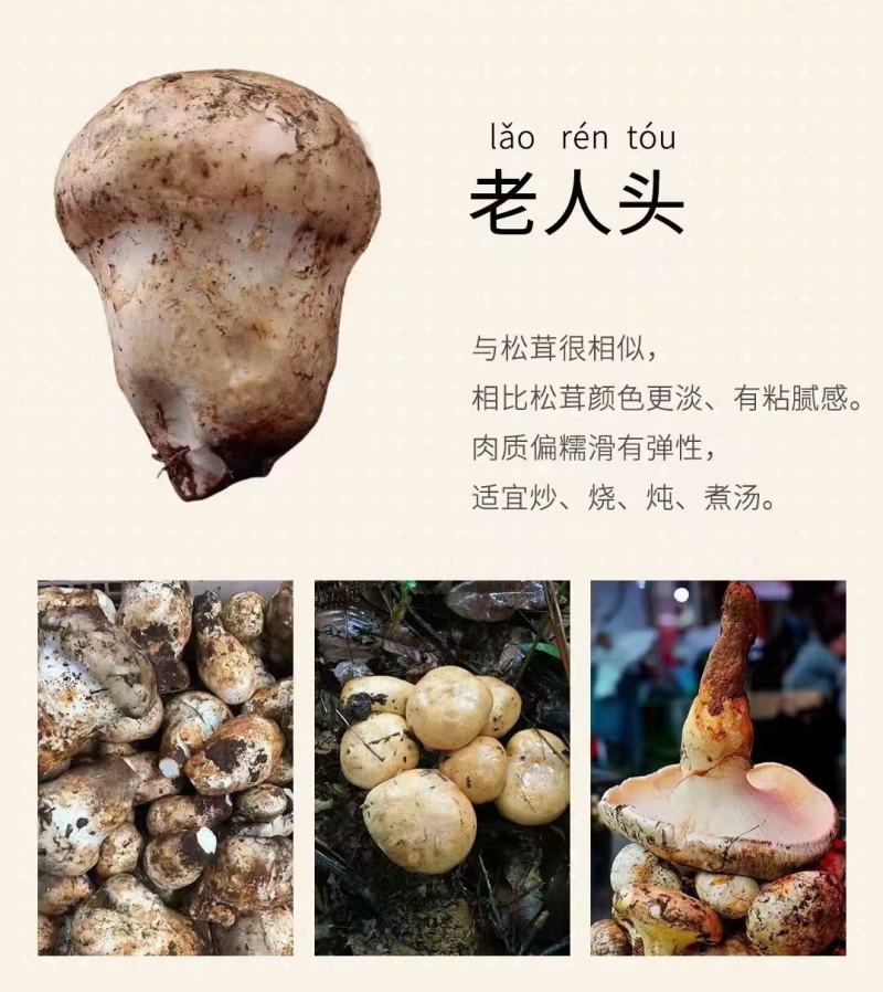 野生菌，品质保证，大量有货，欢迎大家来电咨询