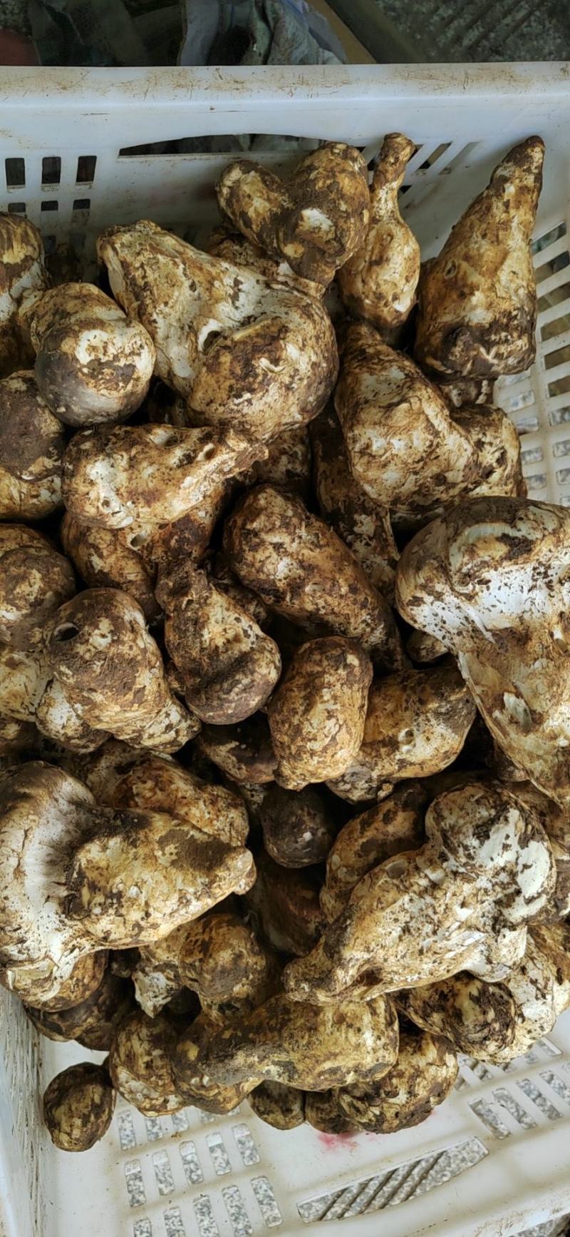 野生菌，品质保证，大量有货，欢迎大家来电咨询