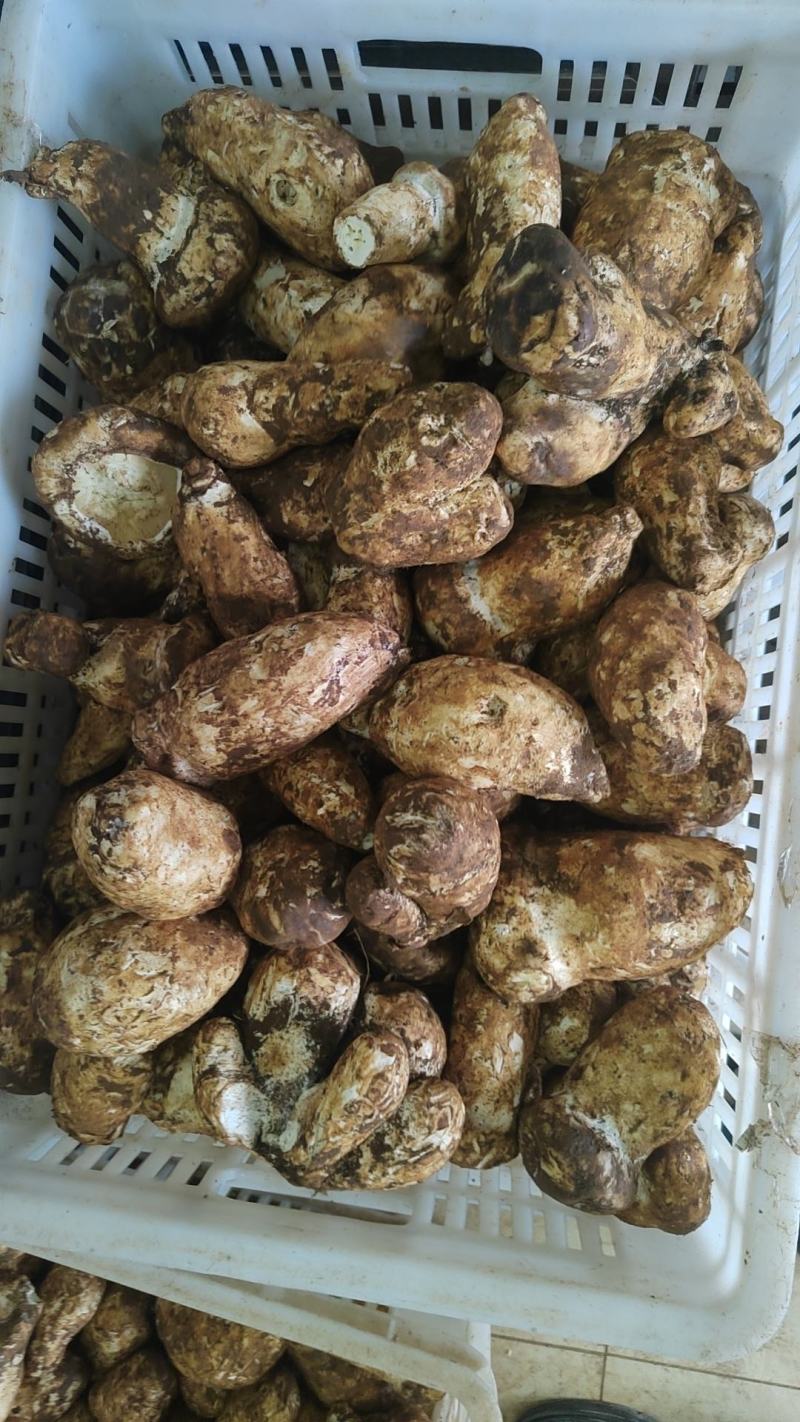 野生菌，品质保证，大量有货，欢迎大家来电咨询