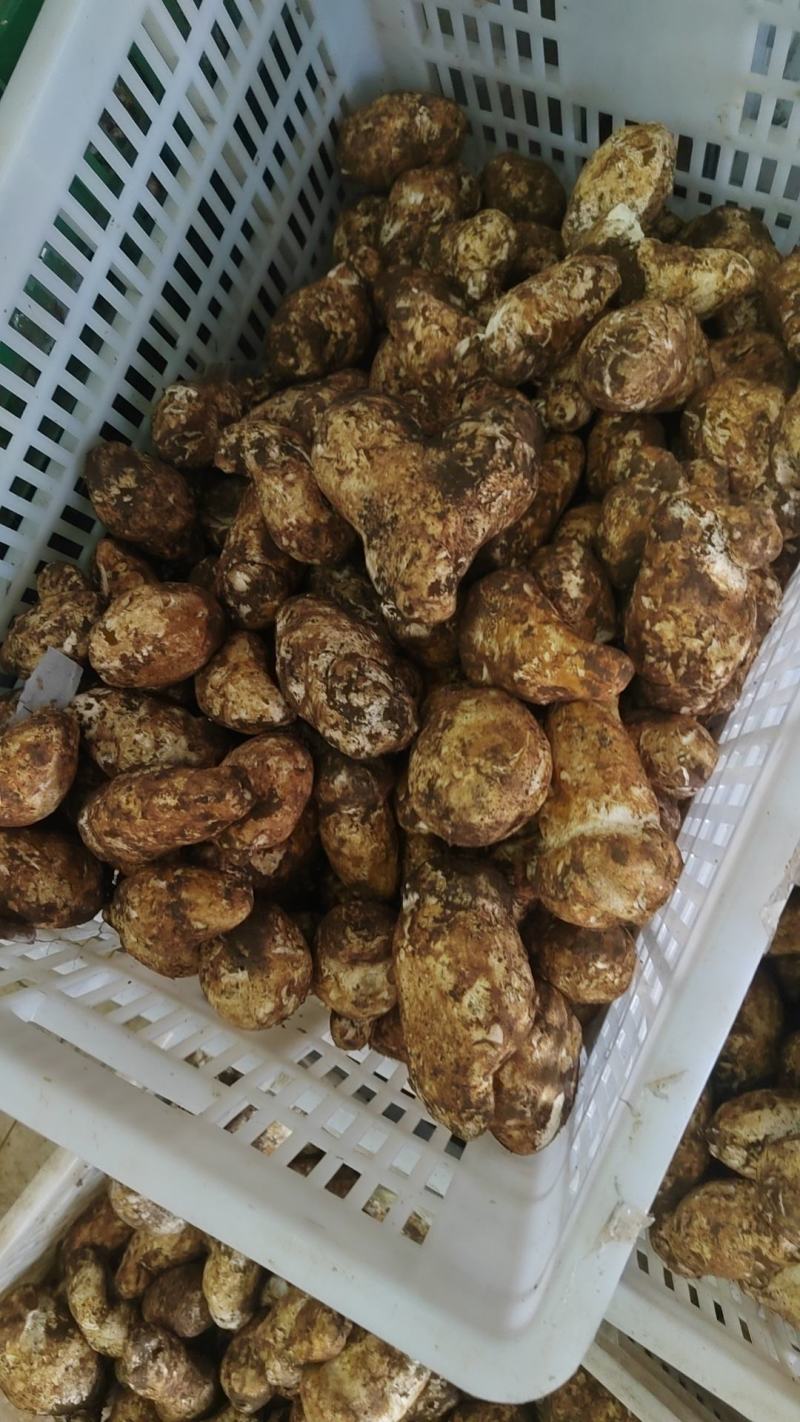 野生菌，品质保证，大量有货，欢迎大家来电咨询