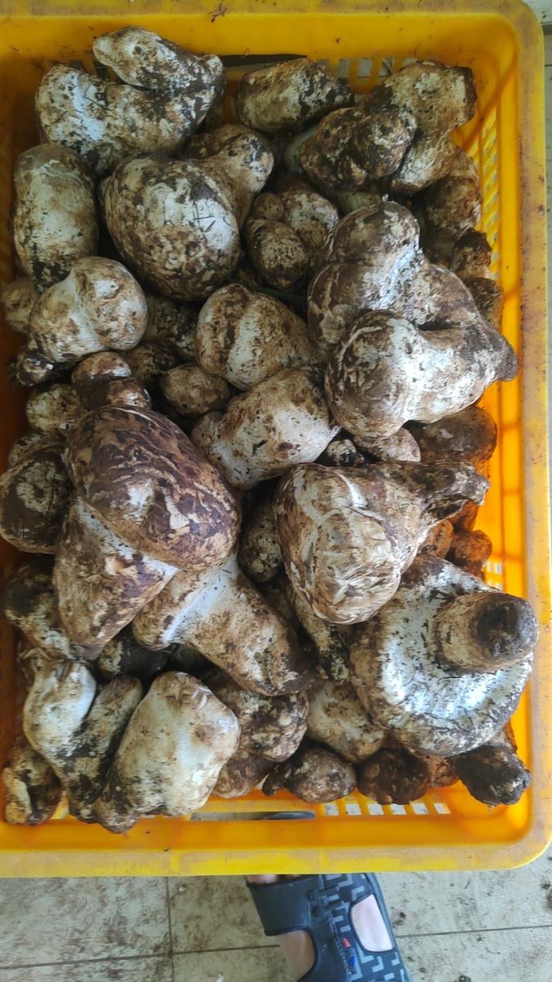 野生菌，品质保证，大量有货，欢迎大家来电咨询