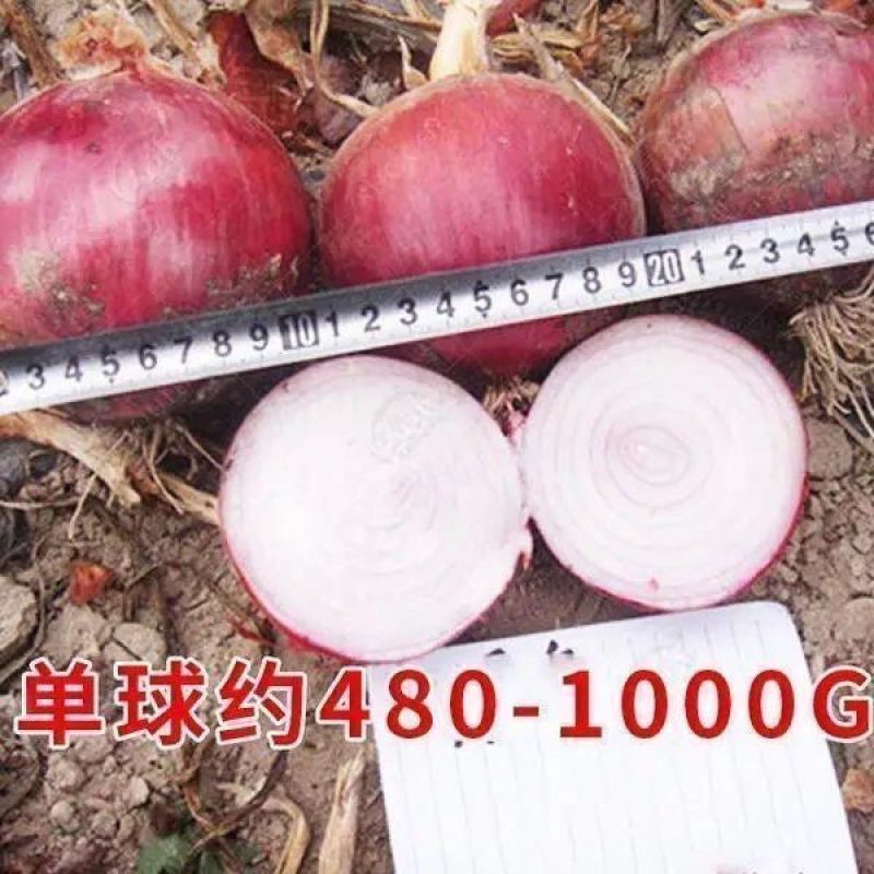 四季紫皮洋葱种子特大红皮圆葱盆栽阳台高产早熟耐寒易种蔬菜