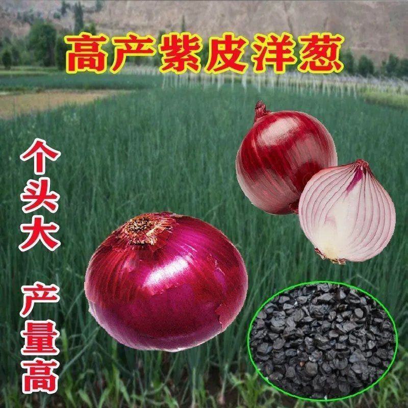 四季紫皮洋葱种子特大红皮圆葱盆栽阳台高产早熟耐寒易种蔬菜