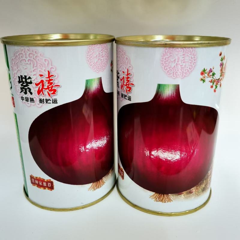 四季紫皮洋葱种子特大红皮圆葱盆栽阳台高产早熟耐寒易种蔬菜