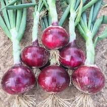 四季紫皮洋葱种子特大红皮圆葱盆栽阳台高产早熟耐寒易种蔬菜