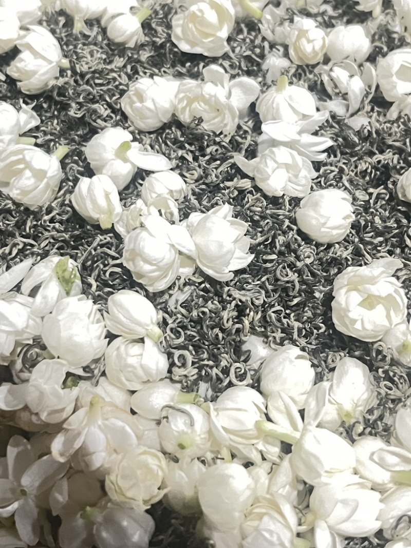 茉莉花茶