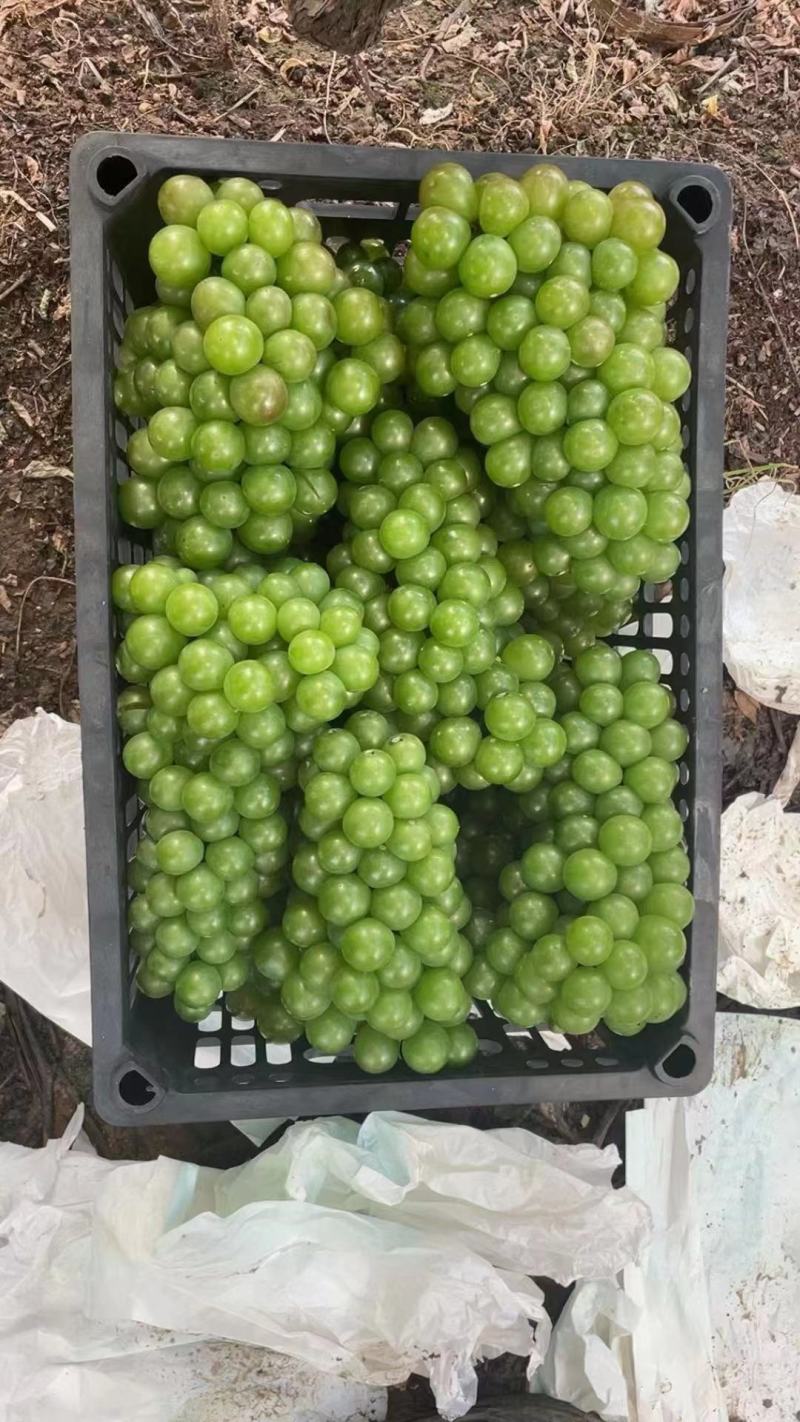 巨峰无籽青葡萄