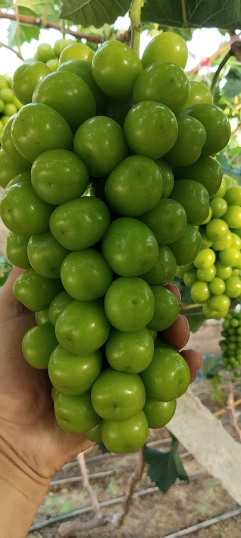 辽南阳光玫瑰大量上市中果肉饱满糖度高皮毛亮欢迎全国客商电