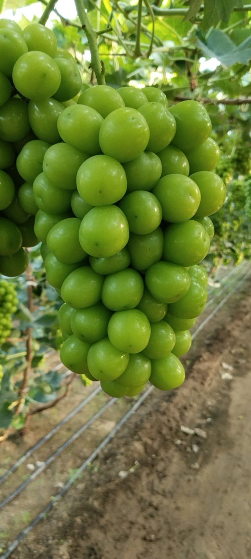辽南阳光玫瑰大量上市中果肉饱满糖度高皮毛亮欢迎全国客商电