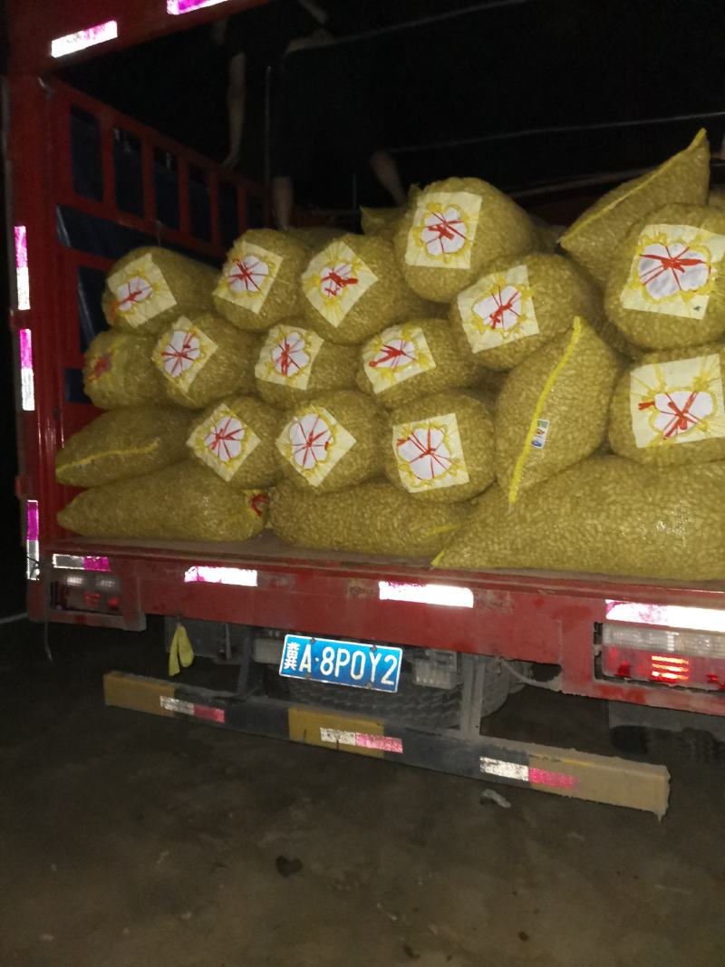 【精选】鲜花生种植基地！沙地鲁花小花生籽粒饱满！口感好！