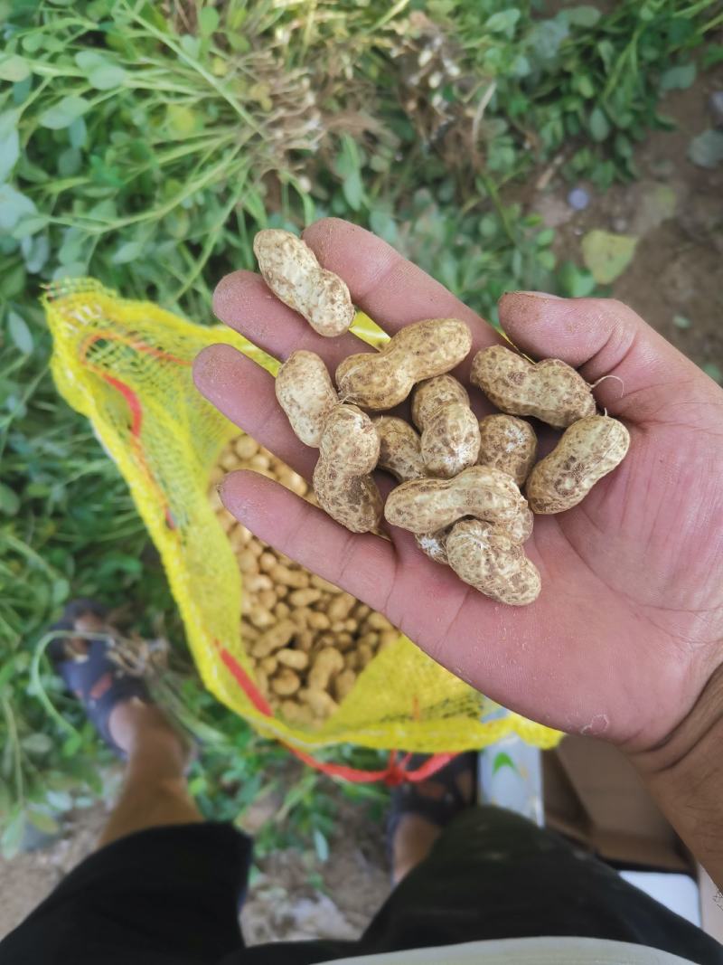 【精选】鲜花生种植基地！沙地鲁花小花生籽粒饱满！口感好！
