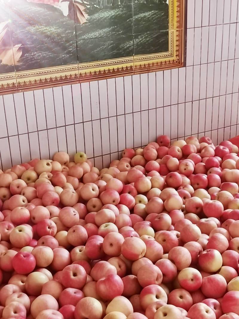 嘎啦苹果大量上市