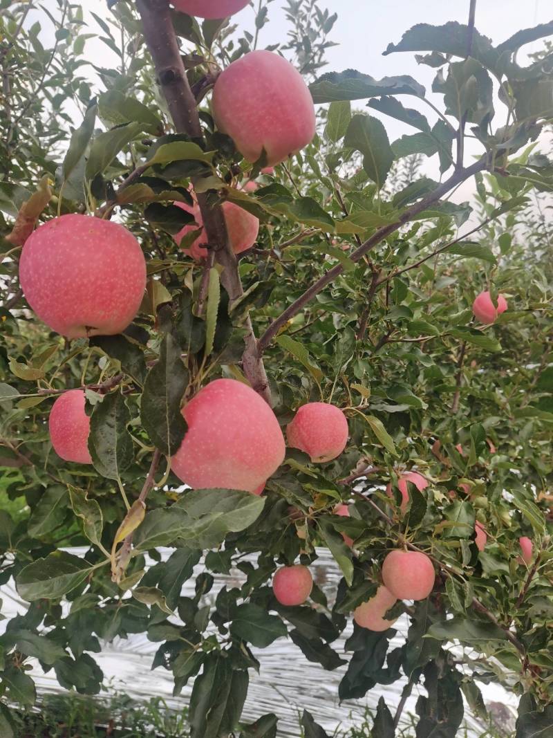 嘎啦苹果大量上市