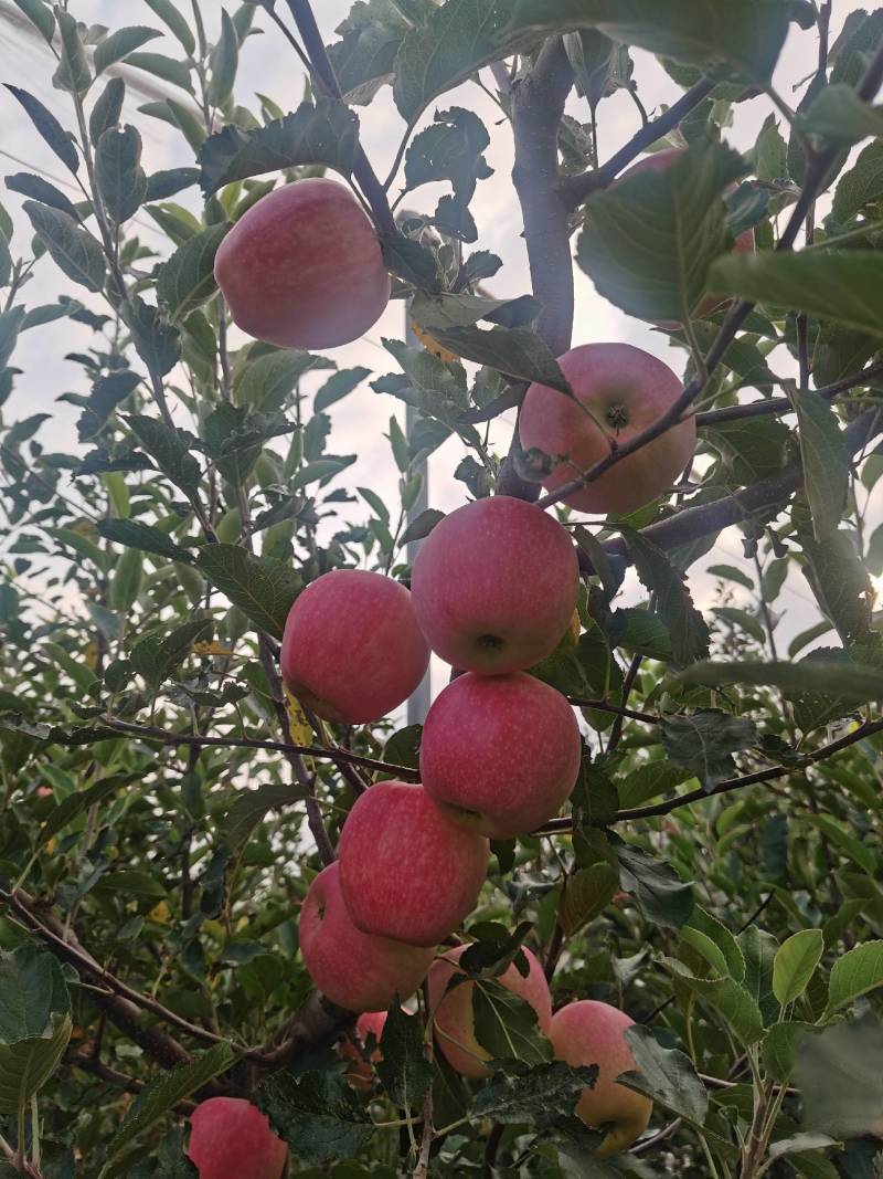 嘎啦苹果大量上市