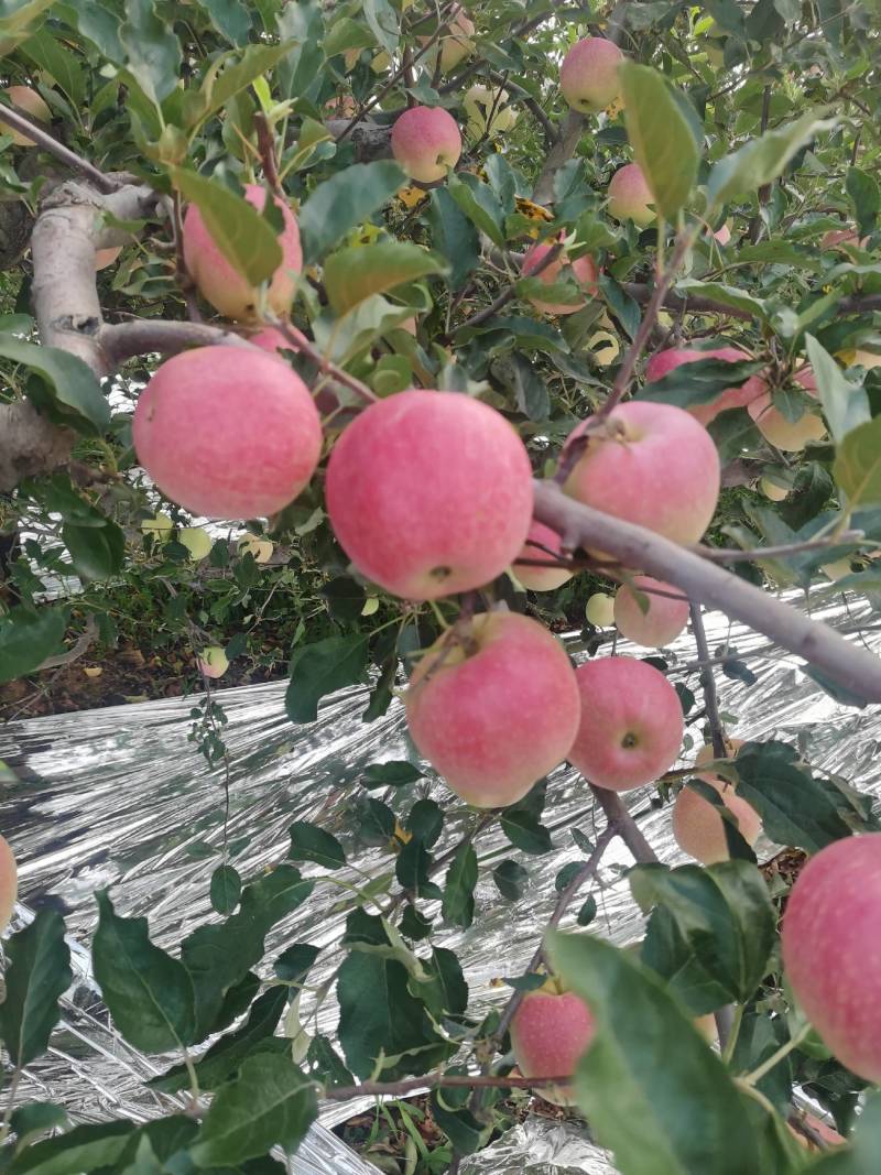 嘎啦苹果大量上市