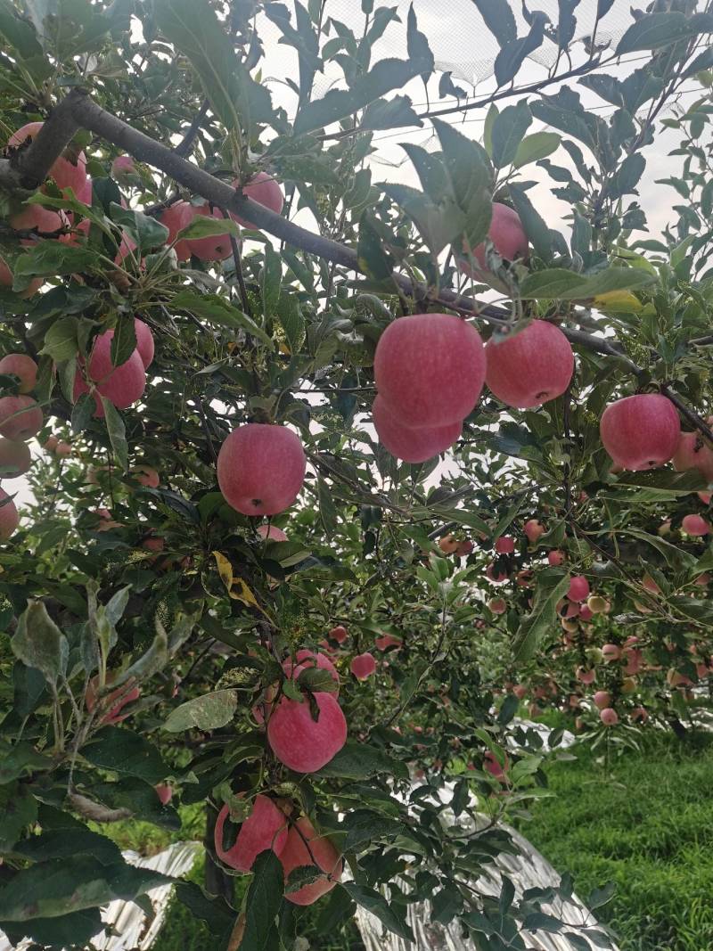 嘎啦苹果大量上市