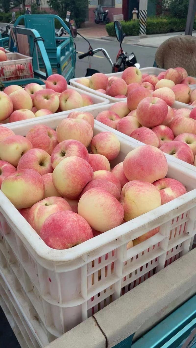 美八苹果，红露苹果产地大量供应，质量保证