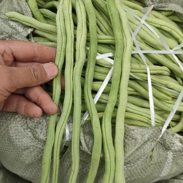 甘肃干豆角陇上江南种植基地