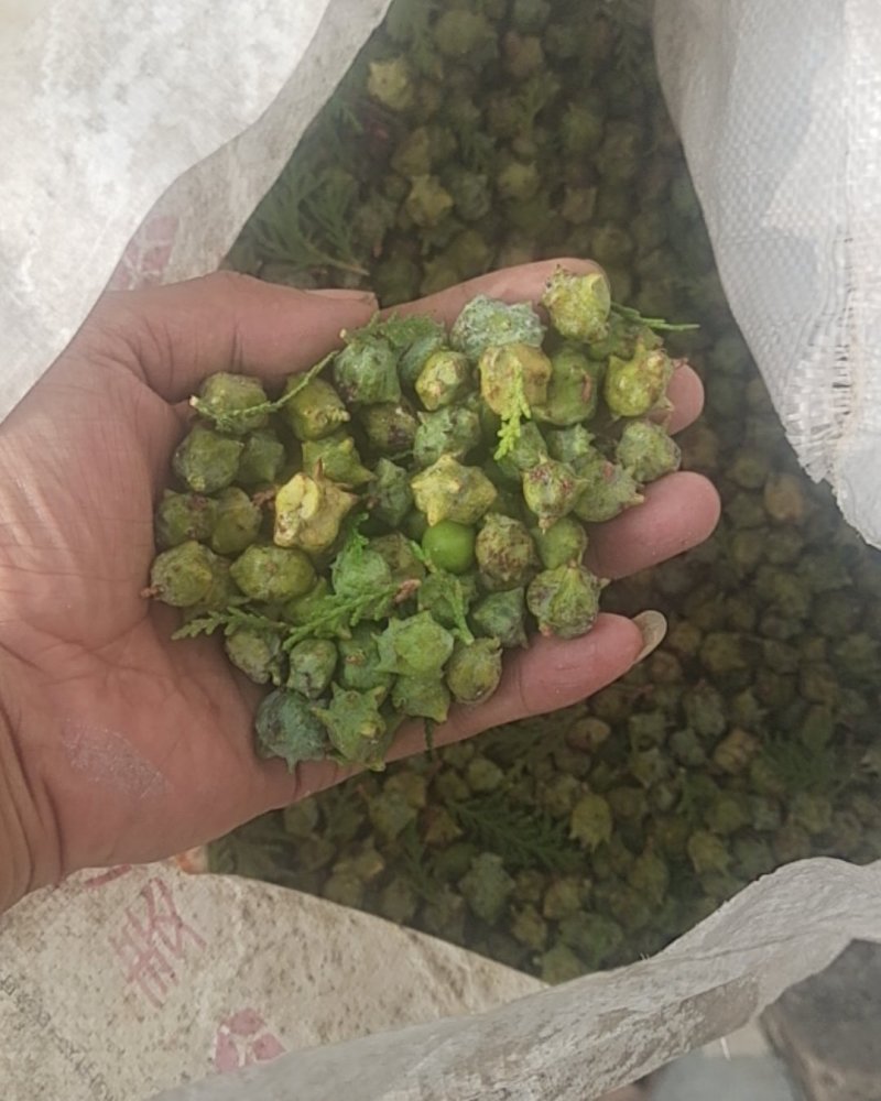 柏树籽