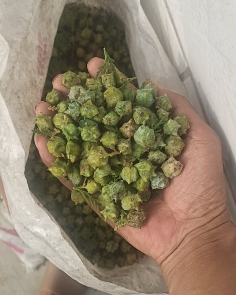 柏树籽