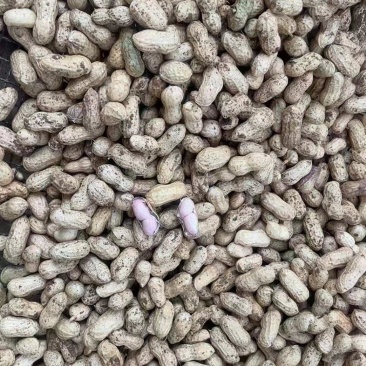 精品大白鲨花生人工过筛