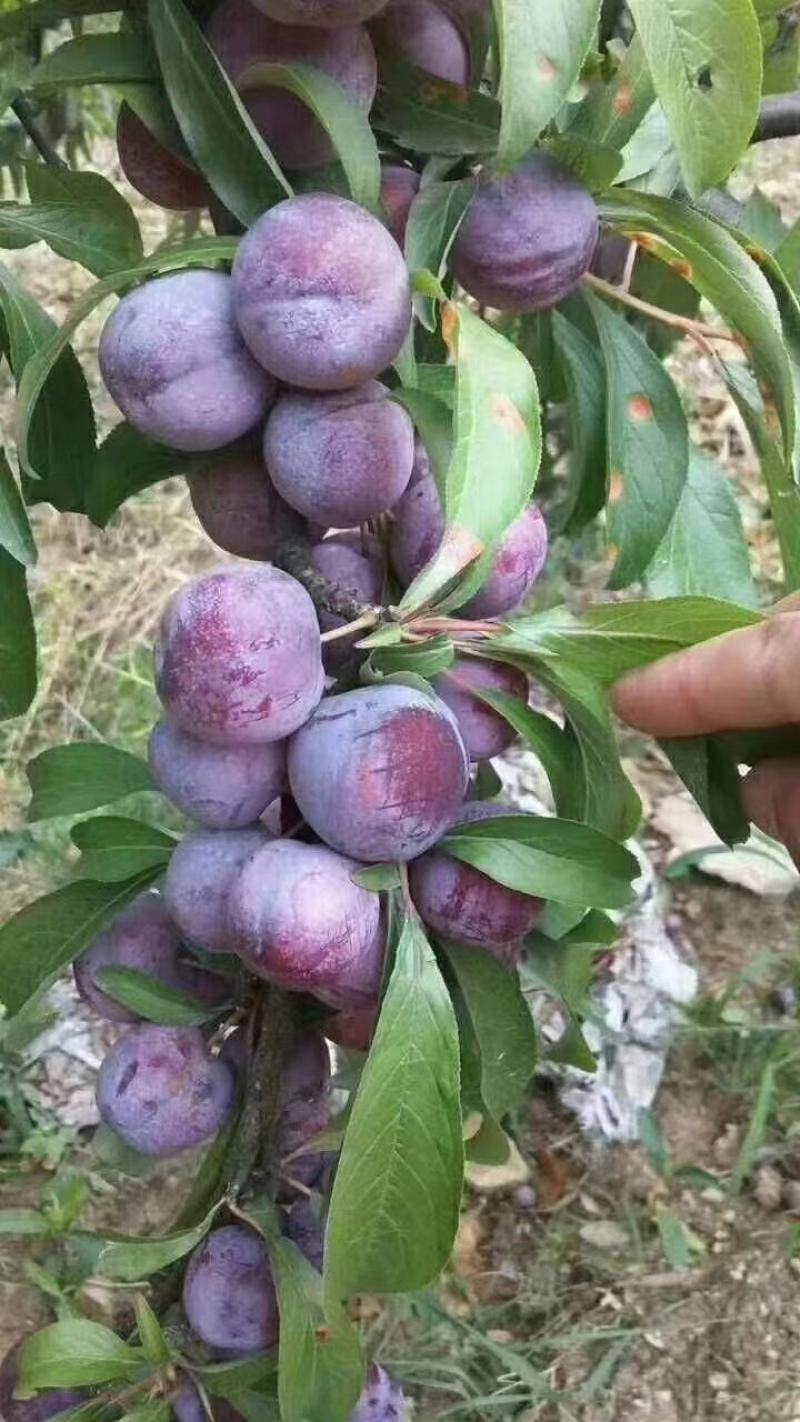 赤水镇脆红李已经上市，产地一手货源，量大每天采摘