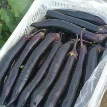 紫把长茄、大量有货、价格便宜、质量保证