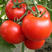 普罗旺斯西红柿苗普罗旺斯番茄苗西红柿苗沙瓤西红柿苗包回收