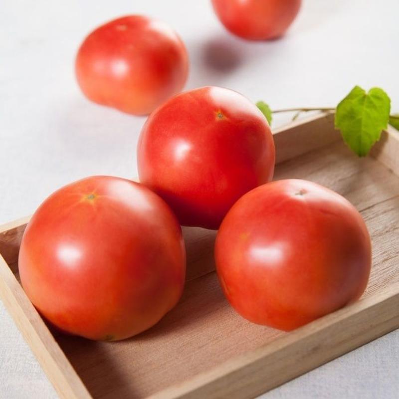普罗旺斯西红柿苗普罗旺斯番茄苗西红柿苗沙瓤西红柿苗包回收