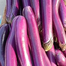 【热卖推荐】精品紫茄子产地直供一手货源保质保量价格欢迎来电