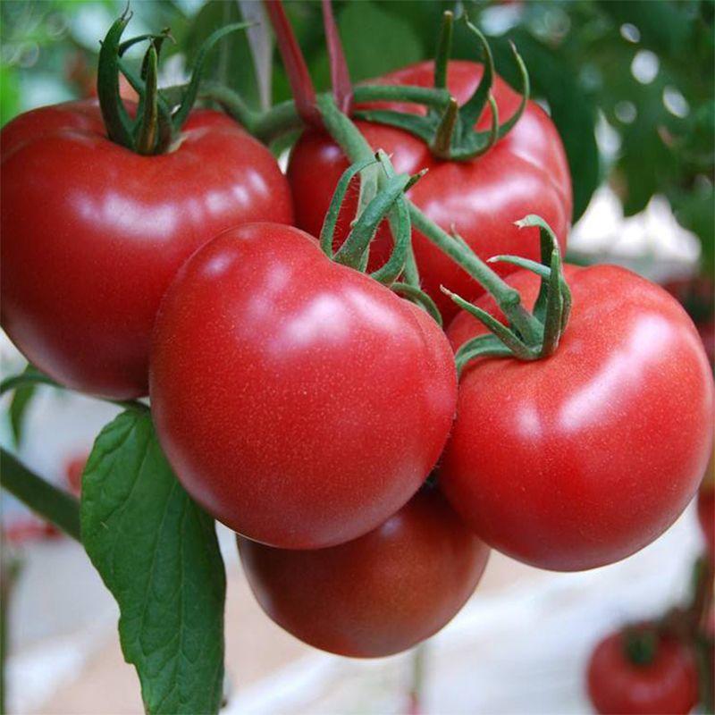 水果番茄苗西红柿苗水果西红柿苗水果柿子苗包回收
