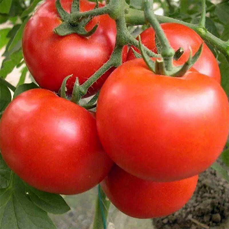 水果番茄苗西红柿苗水果西红柿苗水果柿子苗包回收