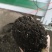 云南产地直发育苗基质专业的育苗基质针对蔬菜茄果育苗栽培
