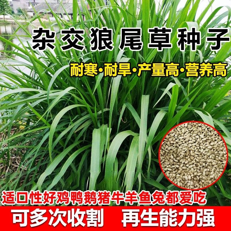 杂交狼尾草种子荒山荒坡复绿工程用狼尾草牧草种子