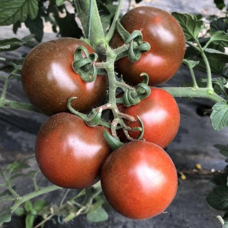 戴安娜水果番茄苗戴安娜番茄苗戴安娜水果西红柿苗包回收