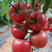 齐达利西红柿苗包回收齐达利番茄苗西红柿苗番茄苗
