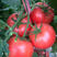 丰收128西红柿苗黄筋西红柿苗丰收128番茄苗包回收