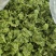 精品-莴笋片-一手货源量大从优-可炒肉可涮火锅