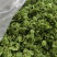 精品-莴笋片-一手货源量大从优-可炒肉可涮火锅