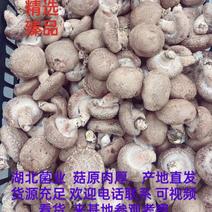 精品大白菇花菇白面菇可全国各地供货欢迎致电咨询
