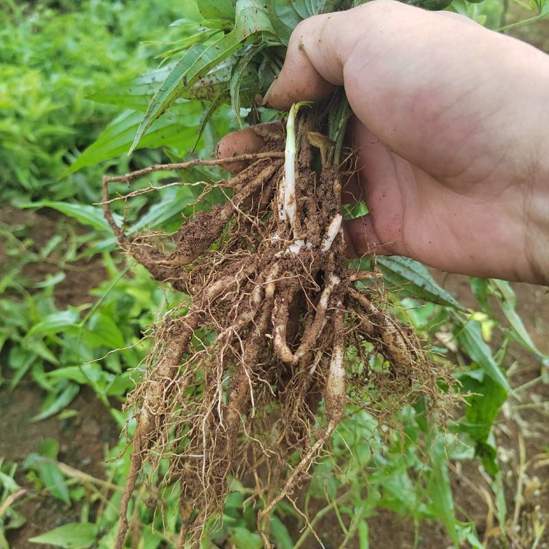 百部种苗百部苗红花百部苗露天苗包技术