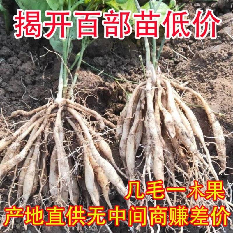 百部种苗百部苗红花百部苗露天苗包技术