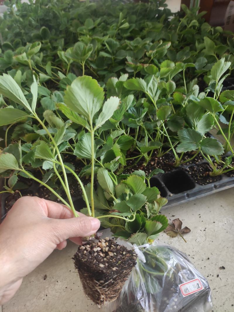 妙香七号草莓苗红颜草莓苗天仙醉草莓苗